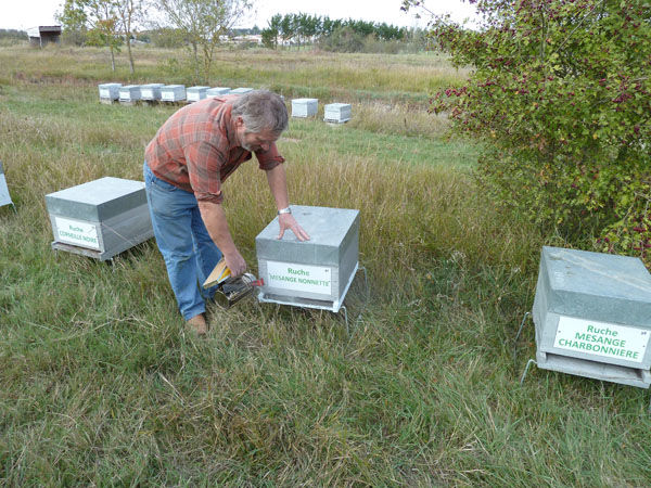 La ruche Mesange nonnette