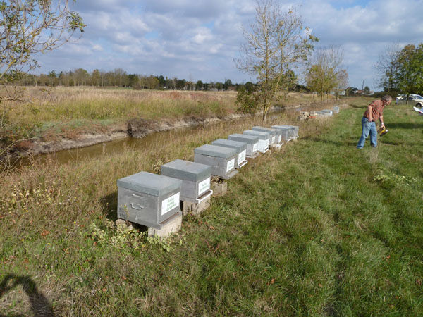 La ruche Mesange nonnette