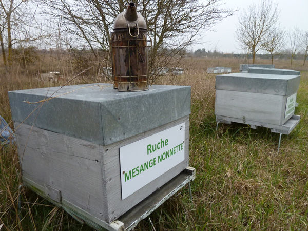 La ruche Mesange nonnette