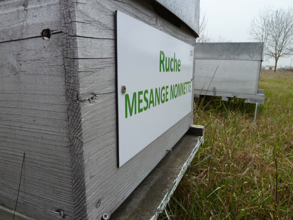 La ruche Mesange nonnette