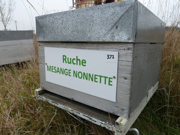 La ruche Mesange nonnette