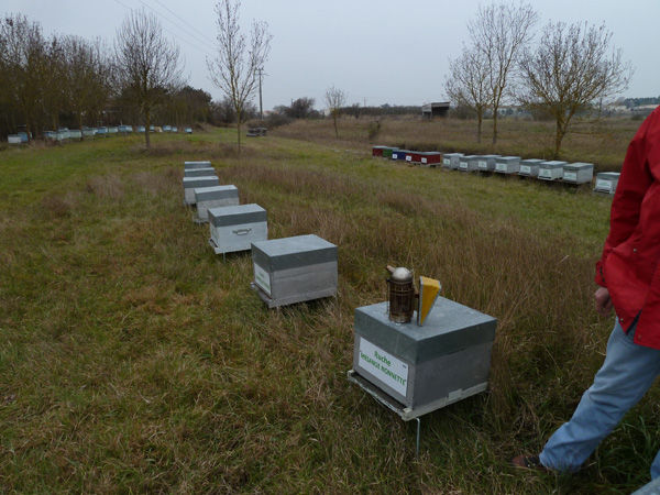 La ruche Mesange nonnette