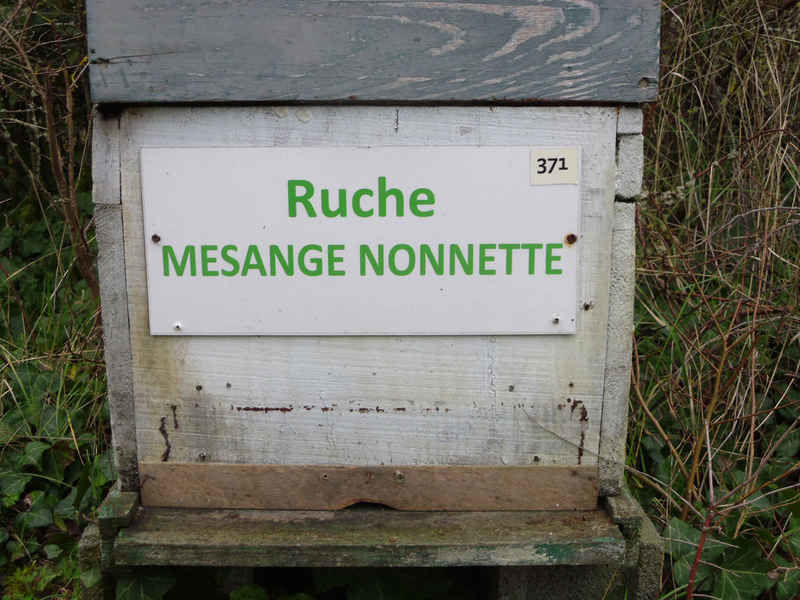 La ruche Mesange nonnette
