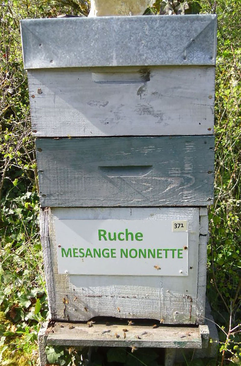 La ruche Mesange nonnette