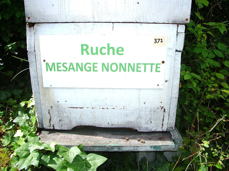 La ruche Mesange nonnette