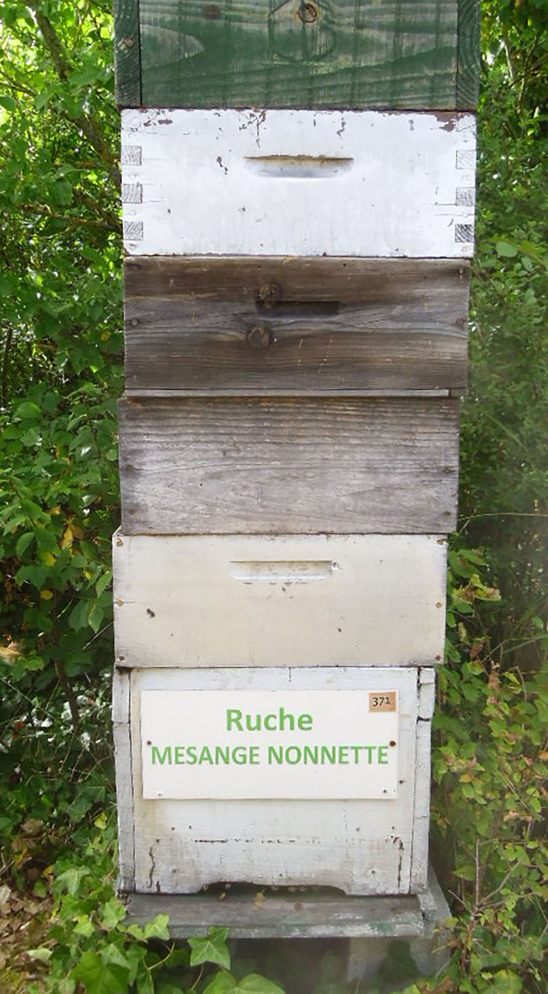 La ruche Mesange nonnette