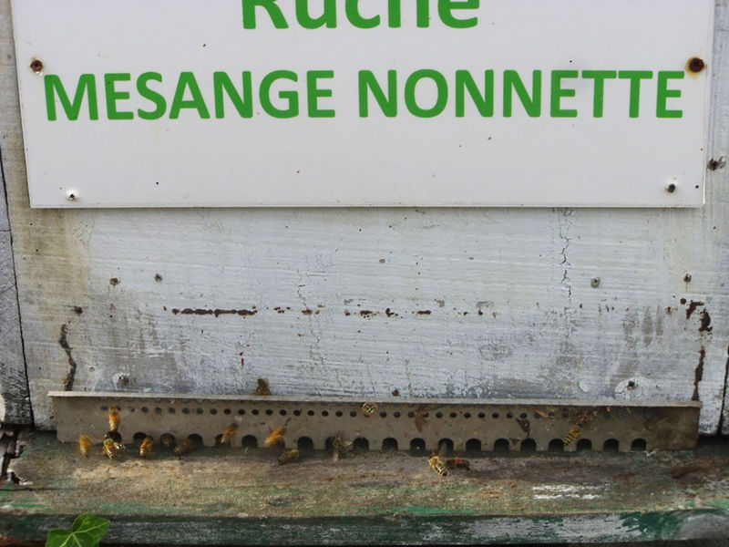 La ruche Mesange nonnette