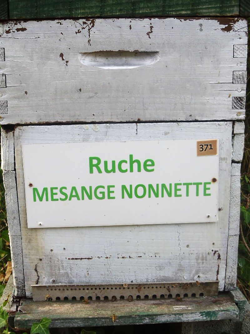 La ruche Mesange nonnette