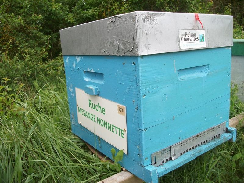 La ruche Mesange nonnette