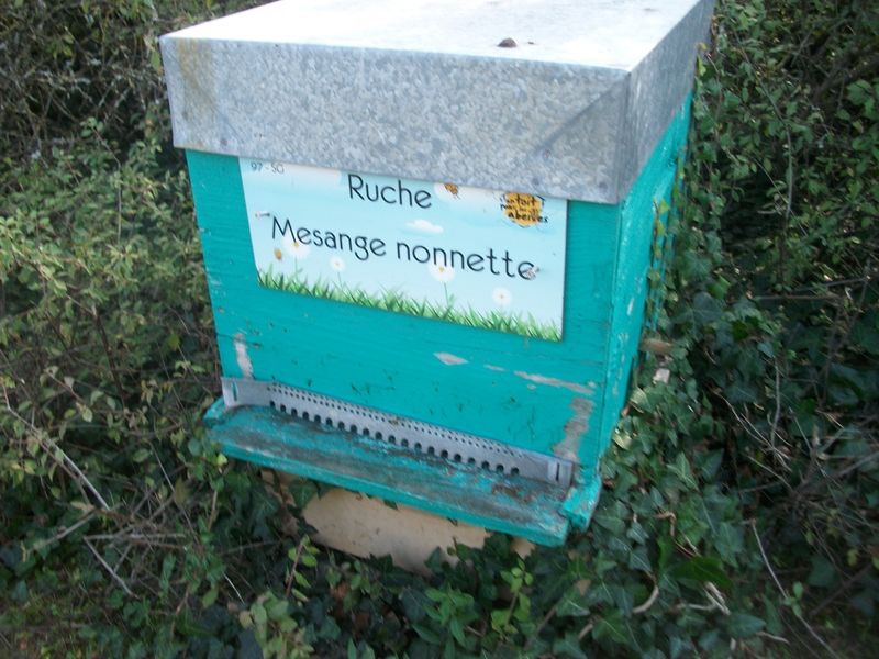 La ruche Mesange nonnette