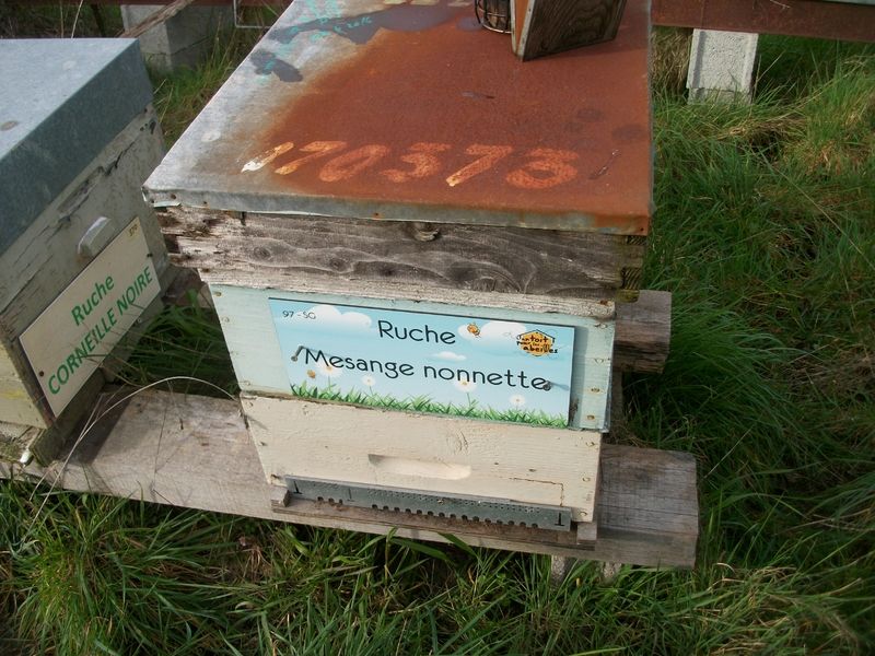 La ruche Mesange nonnette