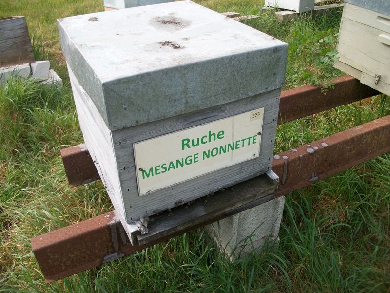 La ruche Mesange nonnette