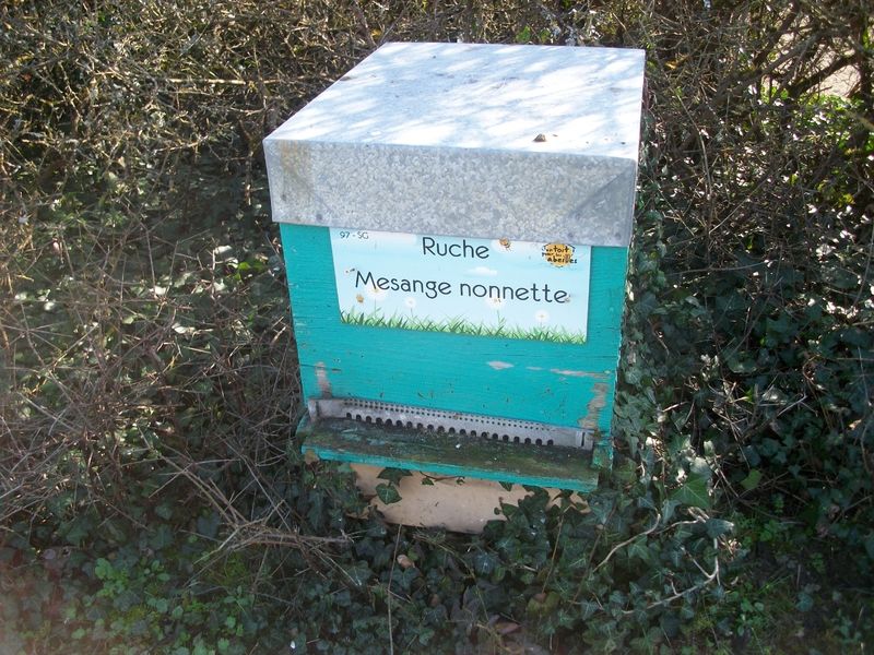 La ruche Mesange nonnette