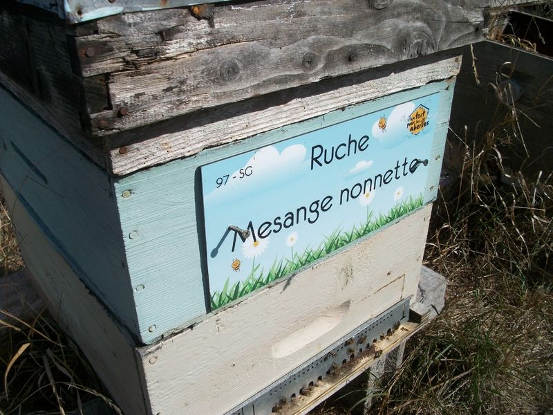 La ruche Mesange nonnette