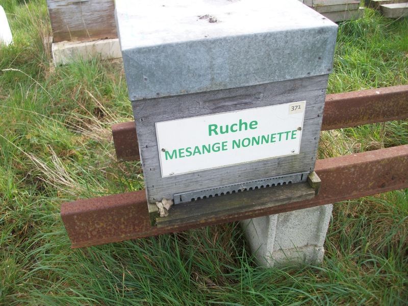 La ruche Mesange nonnette