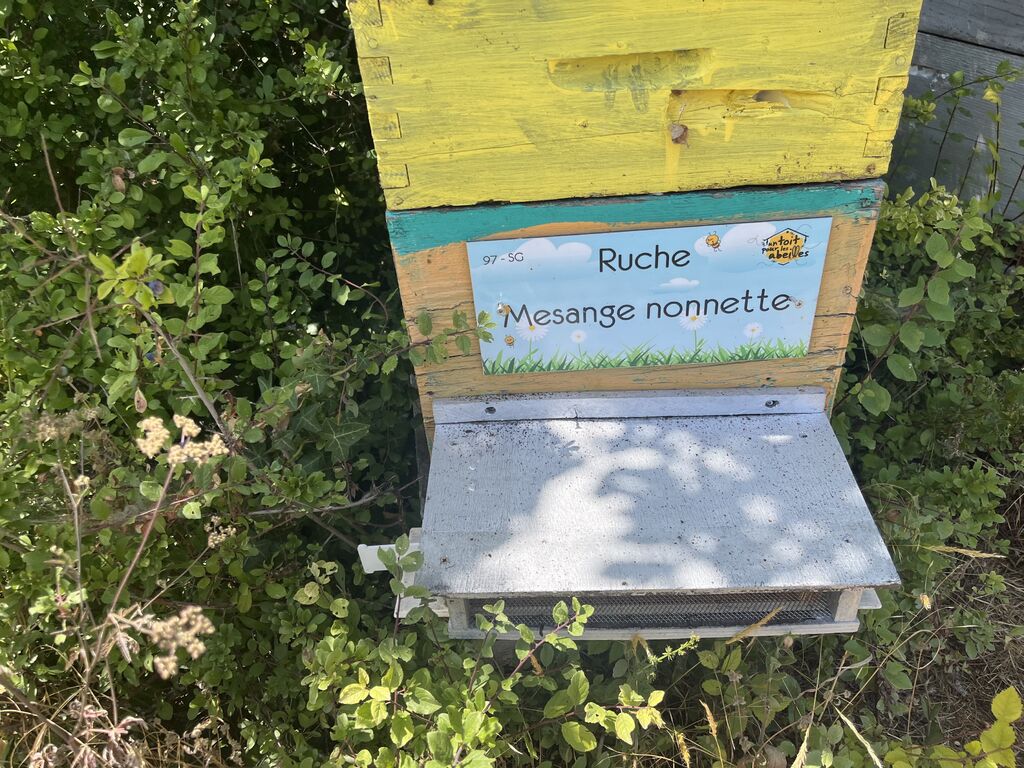 La ruche Mesange nonnette