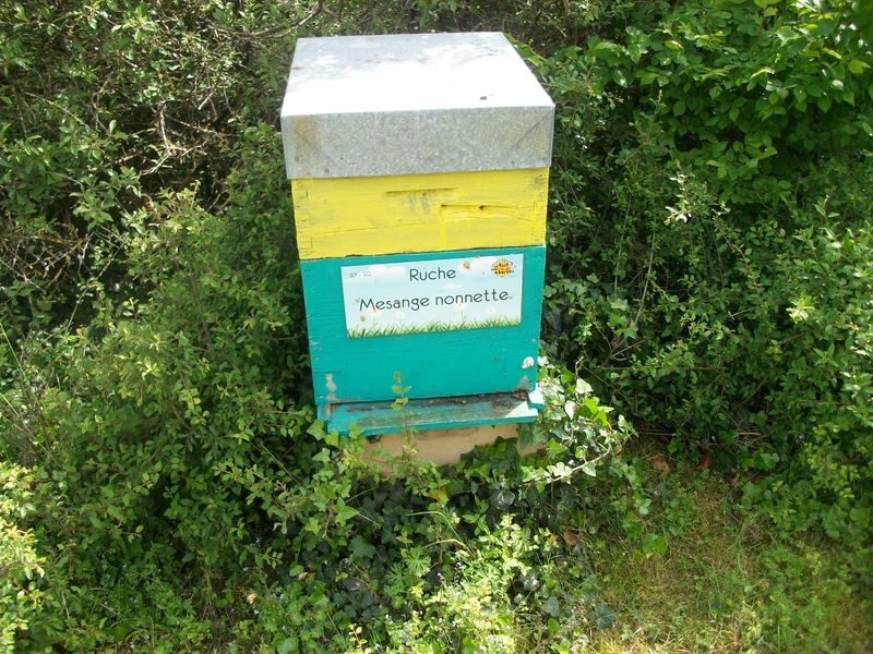 La ruche Mesange nonnette