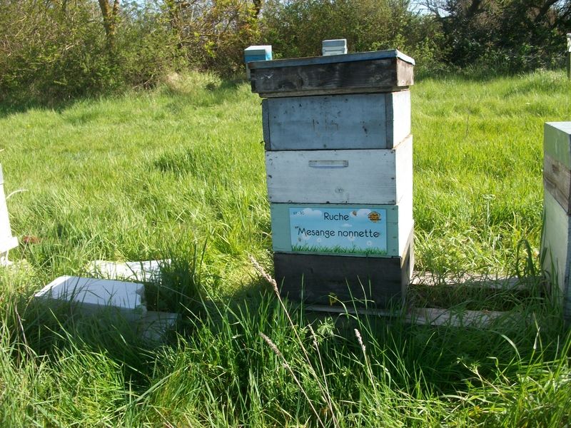 La ruche Mesange nonnette