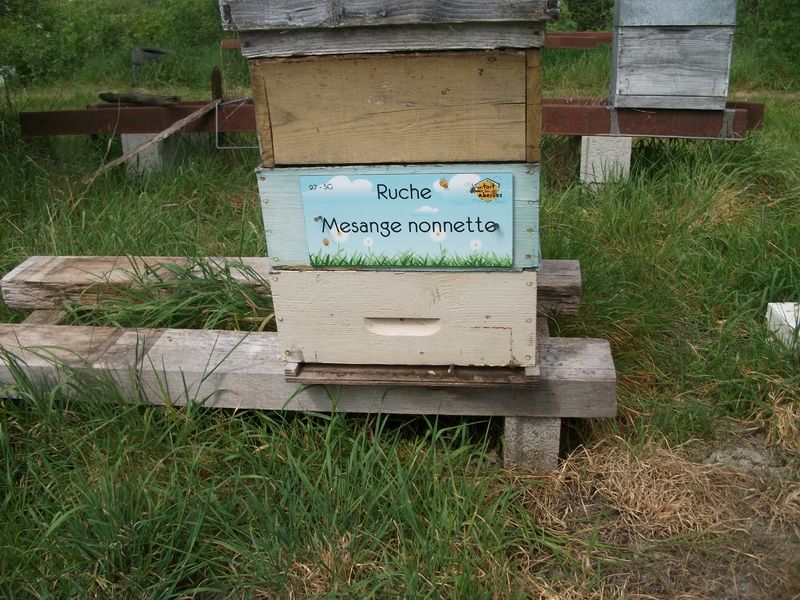 La ruche Mesange nonnette