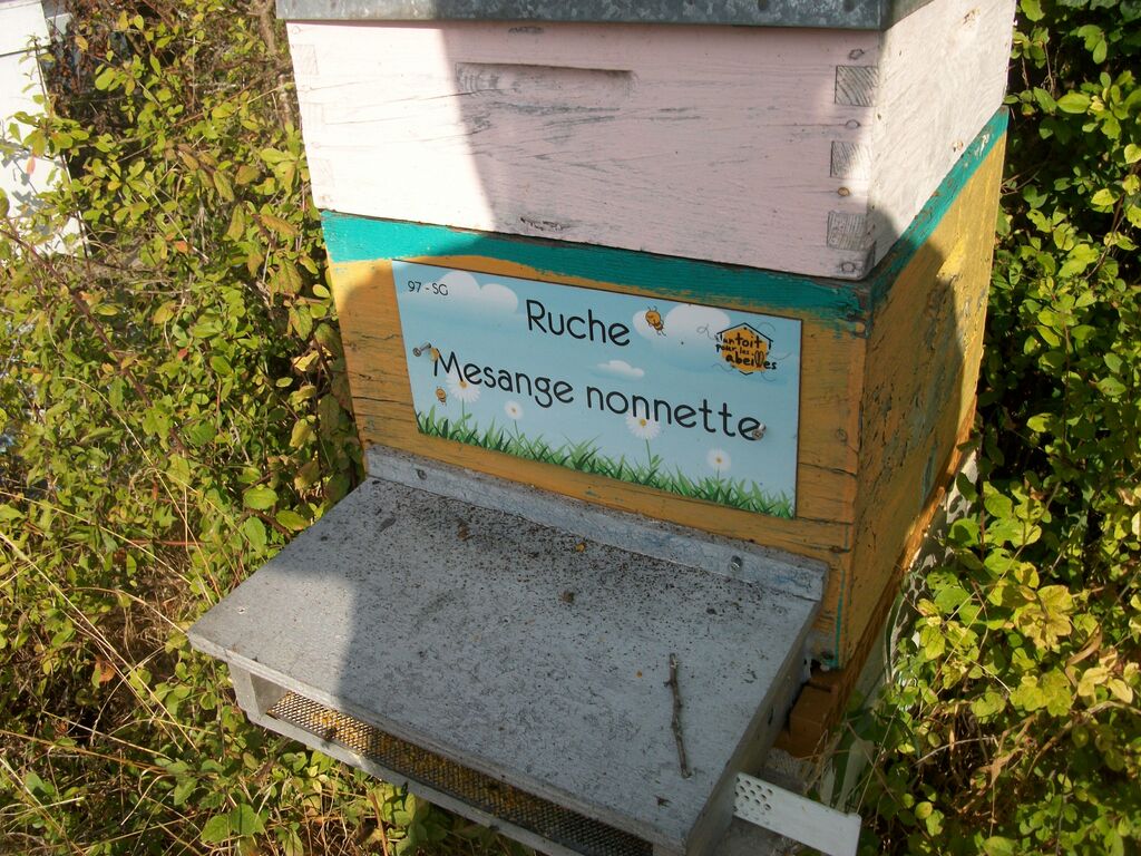 La ruche Mesange nonnette