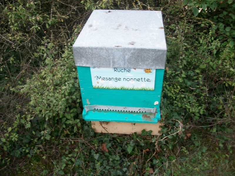 La ruche Mesange nonnette