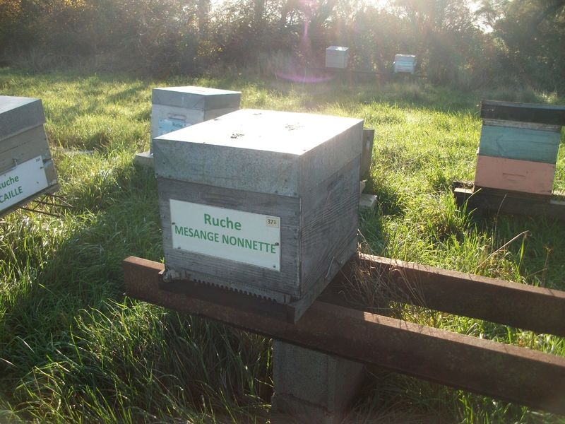 La ruche Mesange nonnette