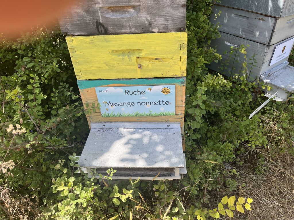 La ruche Mesange nonnette