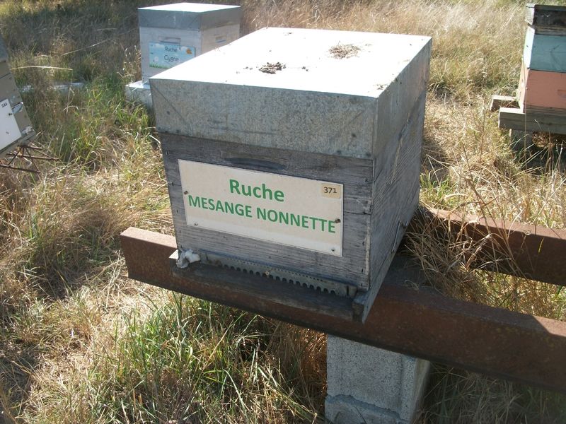 La ruche Mesange nonnette