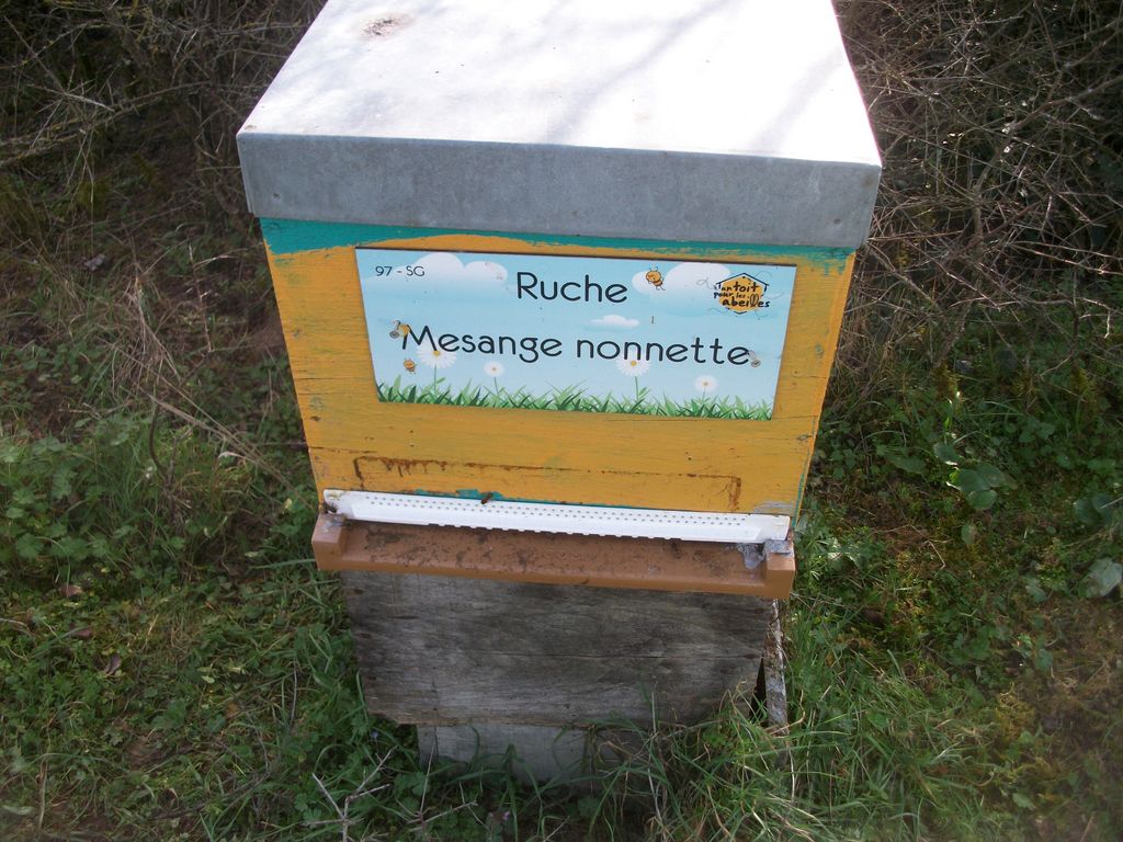 La ruche Mesange nonnette