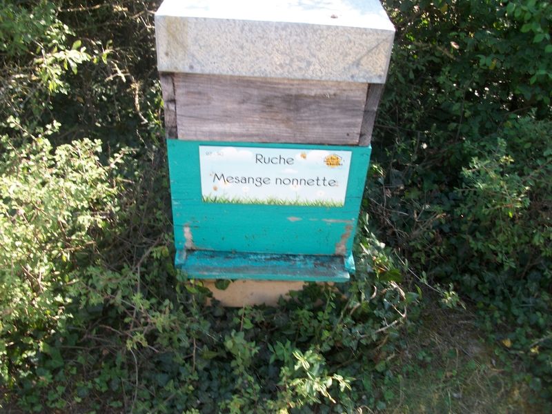 La ruche Mesange nonnette