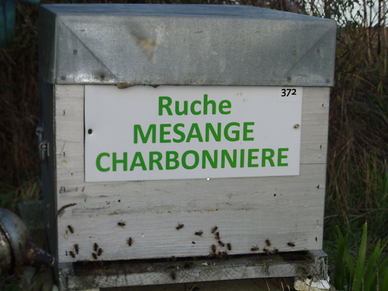 La ruche Mesange charbonniere