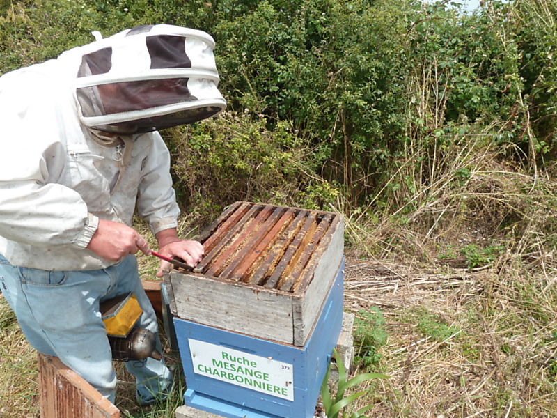 La ruche Mesange charbonniere