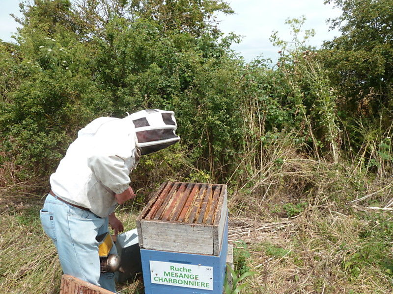 La ruche Mesange charbonniere