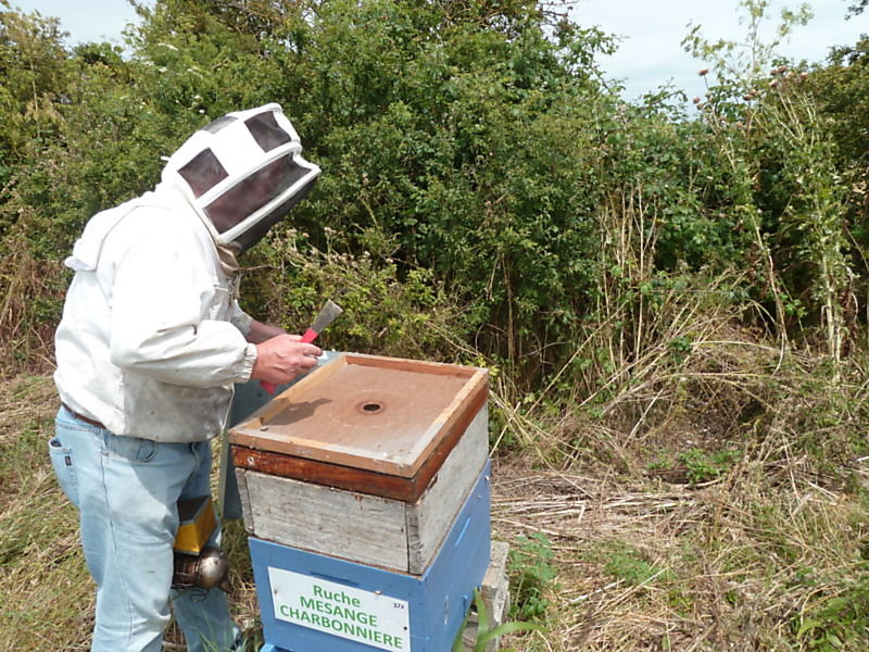 La ruche Mesange charbonniere