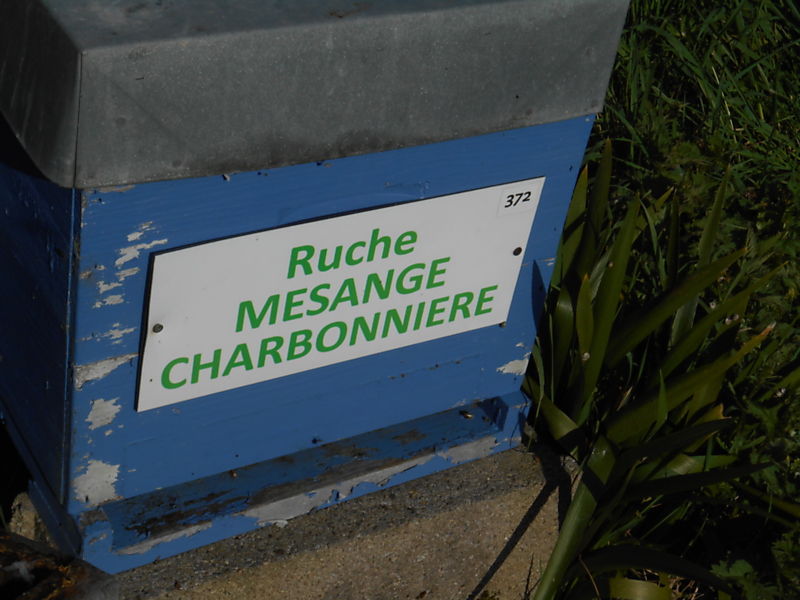 La ruche Mesange charbonniere