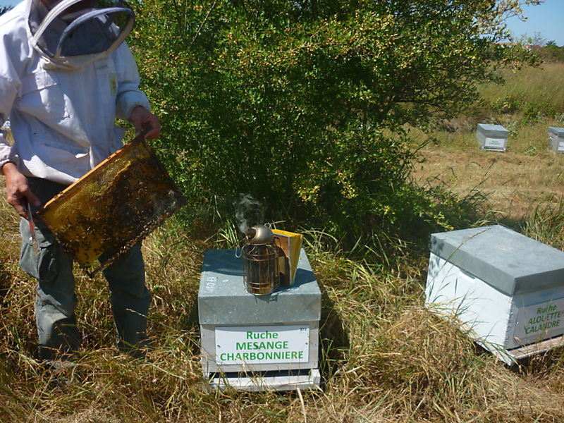 La ruche Mesange charbonniere