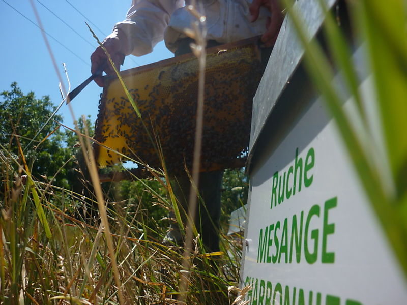 La ruche Mesange charbonniere
