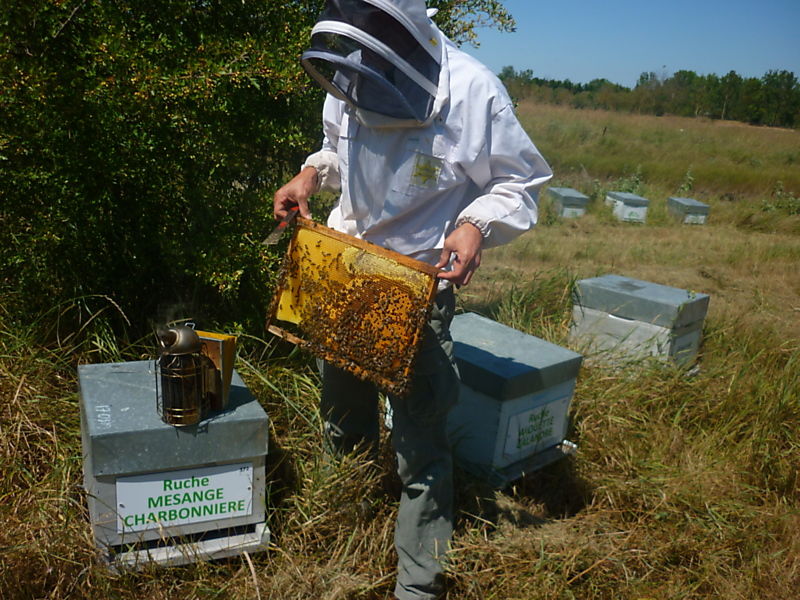 La ruche Mesange charbonniere