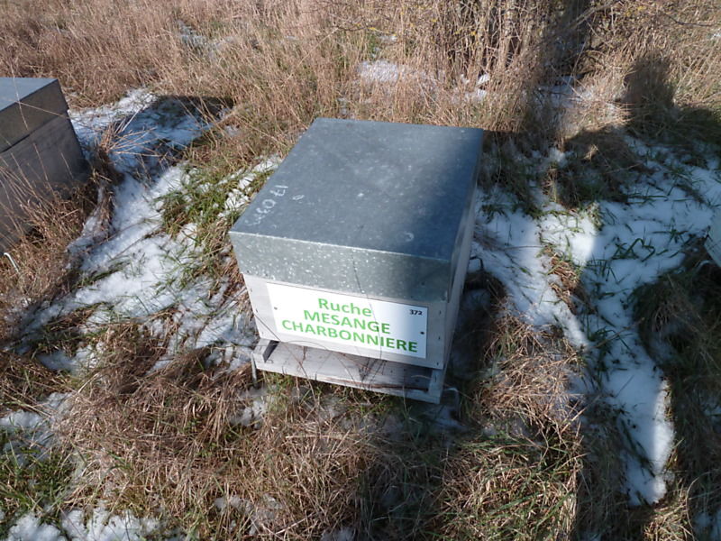 La ruche Mesange charbonniere