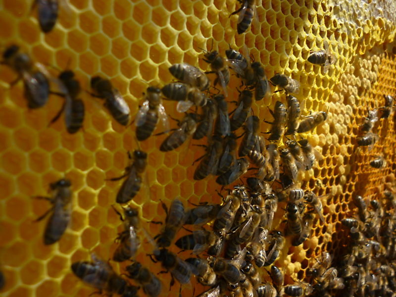 La ruche Mesange charbonniere