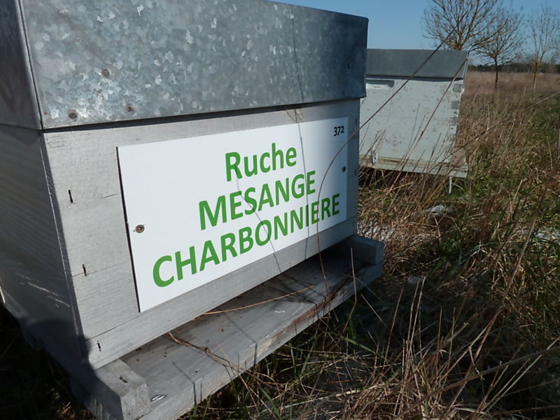 La ruche Mesange charbonniere