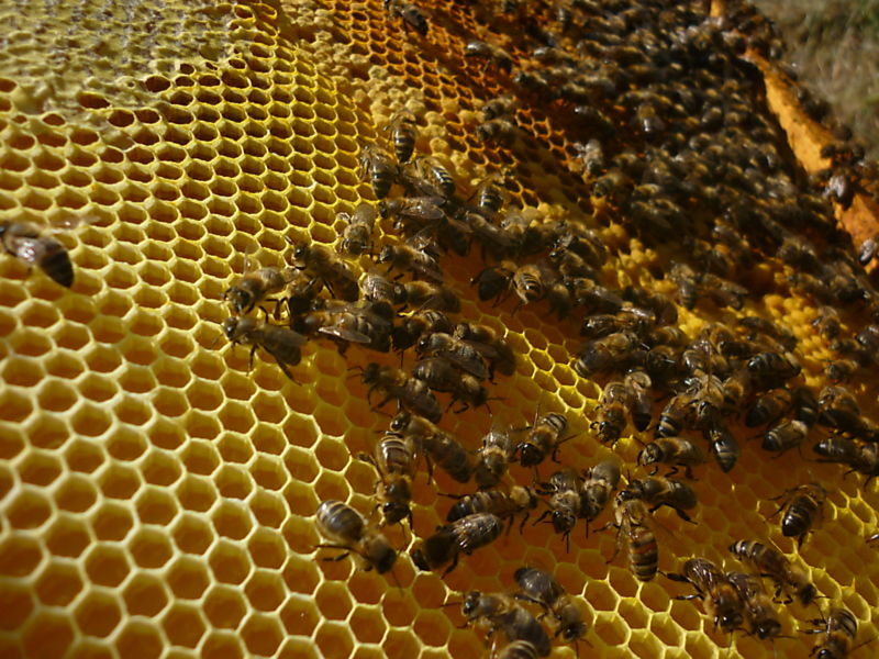 La ruche Mesange charbonniere