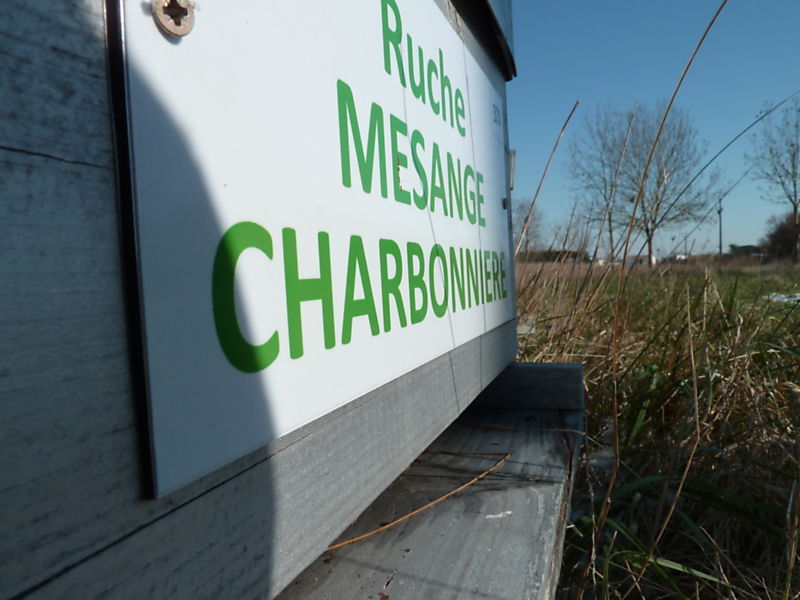 La ruche Mesange charbonniere