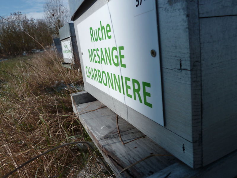 La ruche Mesange charbonniere