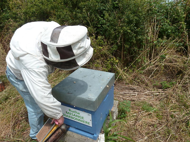 La ruche Mesange charbonniere
