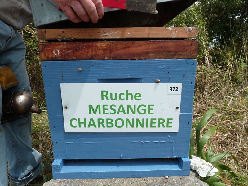 La ruche Mesange charbonniere