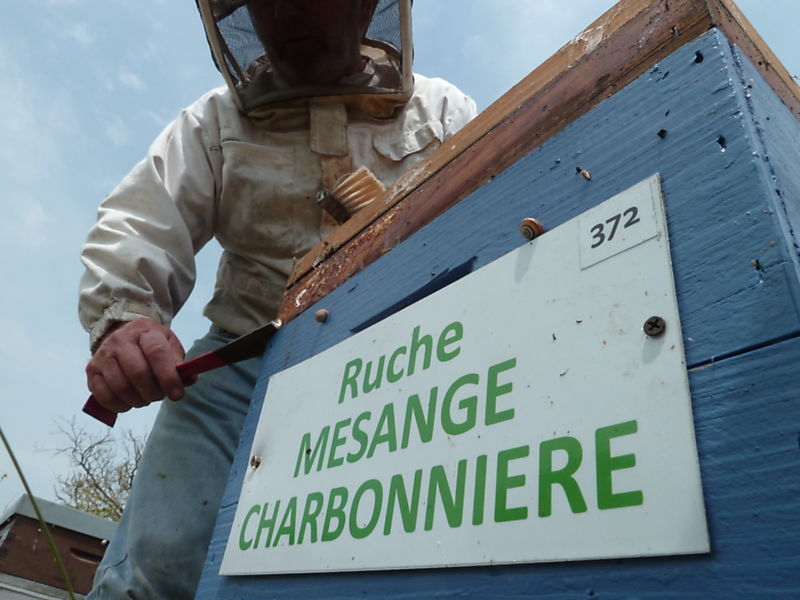 La ruche Mesange charbonniere