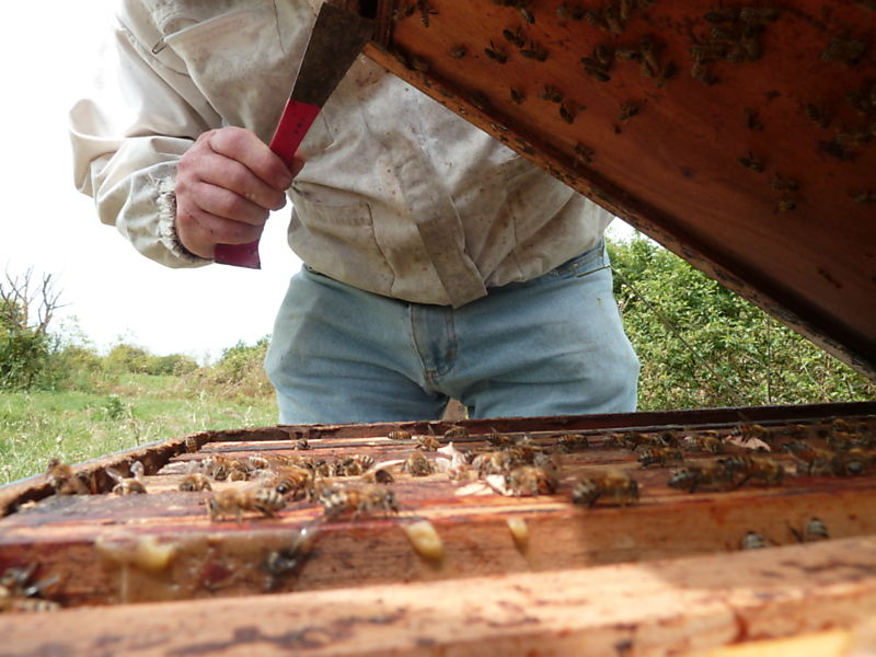 La ruche Mesange charbonniere