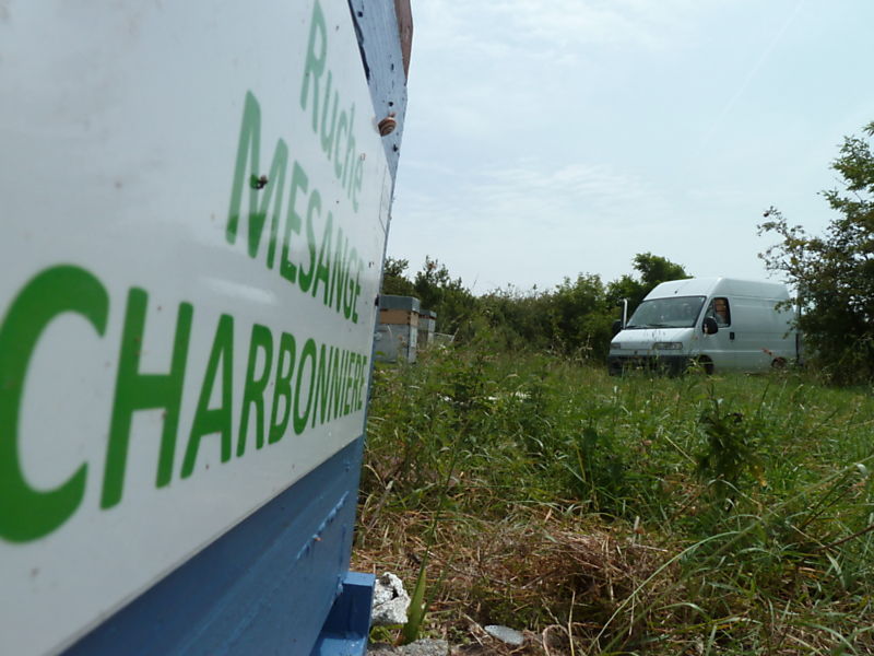 La ruche Mesange charbonniere