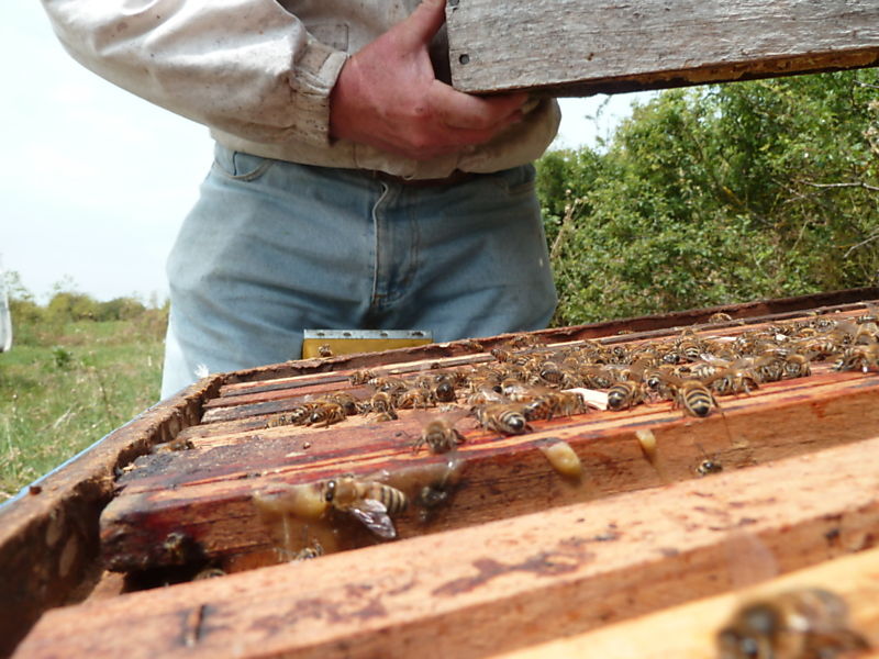 La ruche Mesange charbonniere